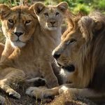 dierentuin