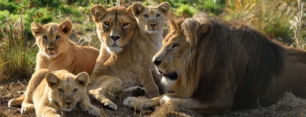 dierentuin