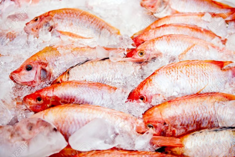 poissons-congélés-ice-shop