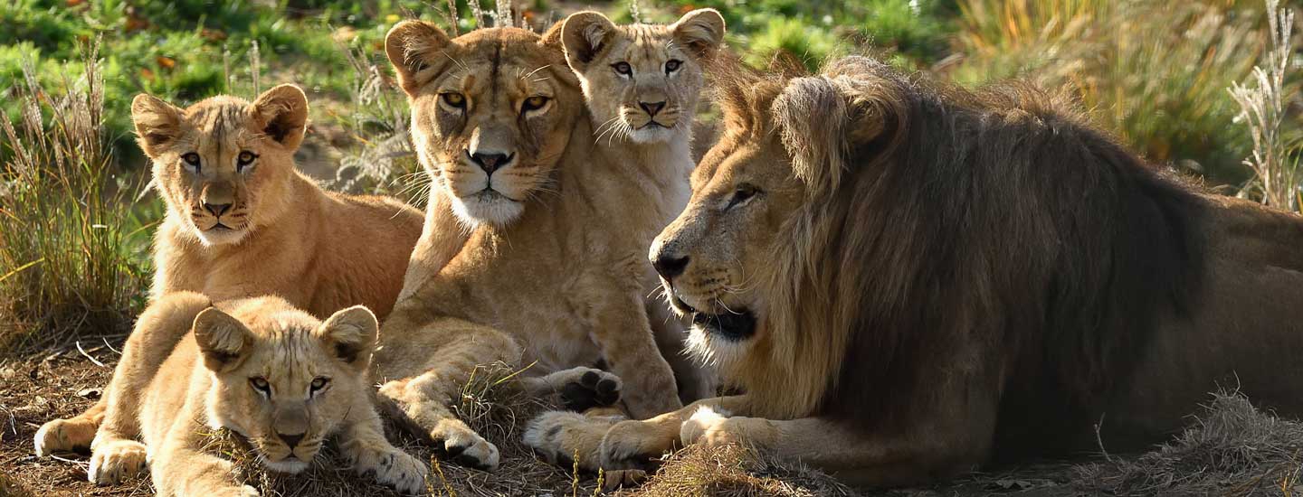 Le-lion-et-sa-famille-conservation-de-sa-nourriture-ice-shop